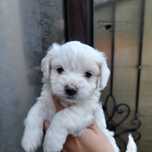 Pui bishon maltese