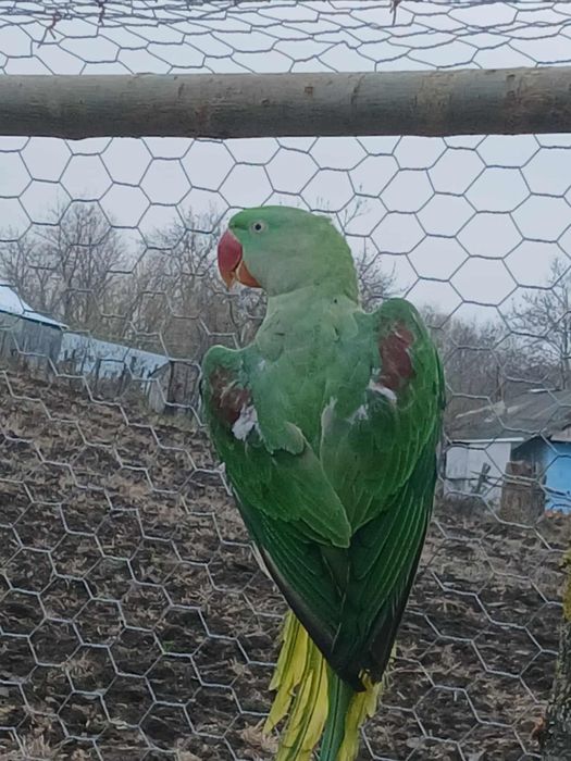 Vând papagal marele alexandru