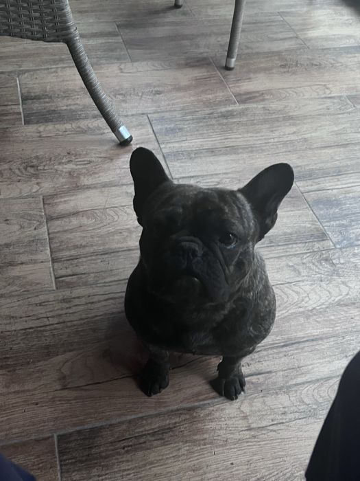 Bulldog francez