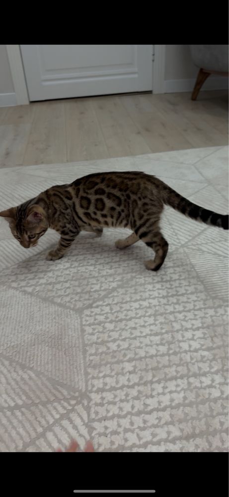 Бенгальский котенок