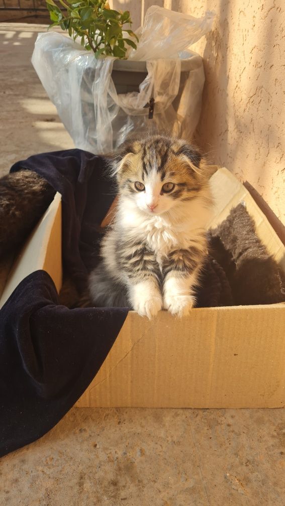 Котята в хорошие руки бесплатно