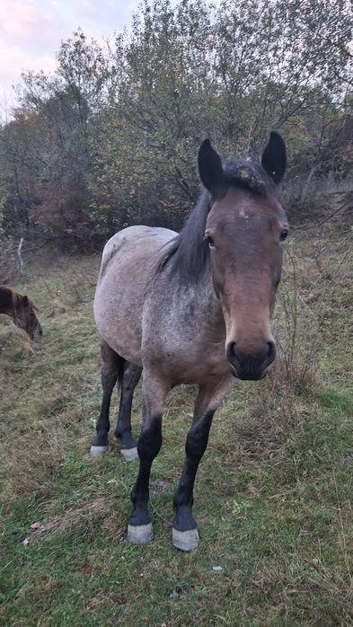 De vânzare 2 cârlani cu vârsta de 2 ani