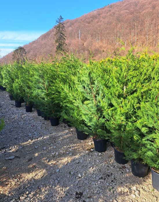 Tuia leylandii oferta 3m 250 lei bucata oriunde in tara plantat inclus