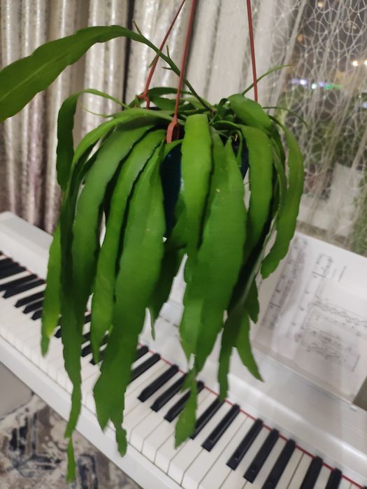 Эпифиллум пумилум (Epiphyllum pumilum) 
Все
Точные совпадени