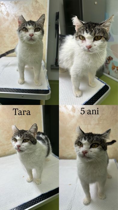 Pisoi disponibili pentru adopție