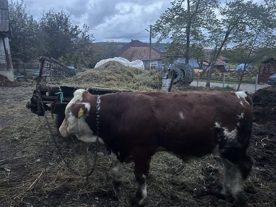 Vand Tauras Baltat Romanesc