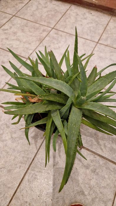 Aloe Vera Pitica