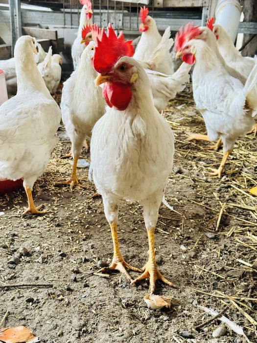 Петушки  Легорн в Шелеке 7 месяцев