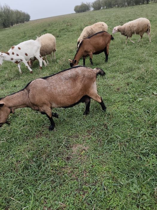 Vând Animale de rasa