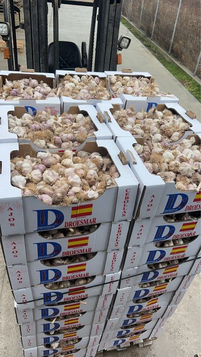 Certeficat de calitate usturoi si arpahic  pentru plantat