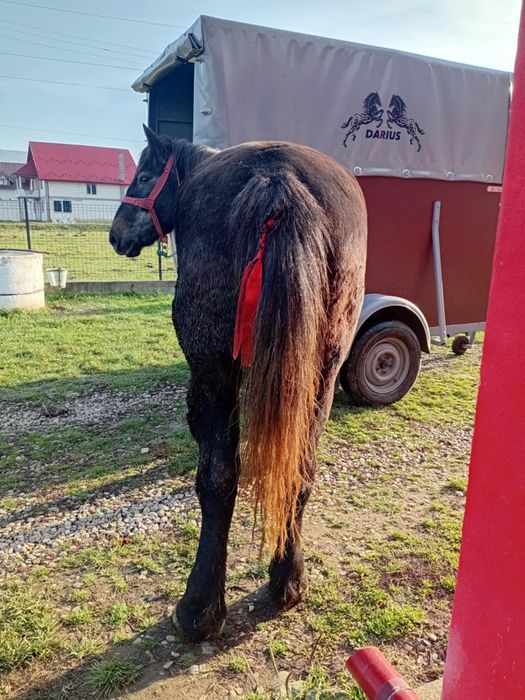 Vând mânză în vârstă de 3 ani