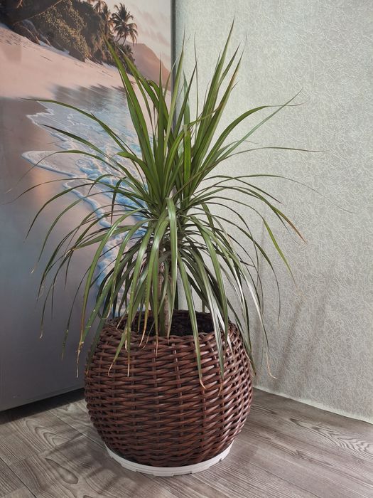 Драцена. Комнатные растения.