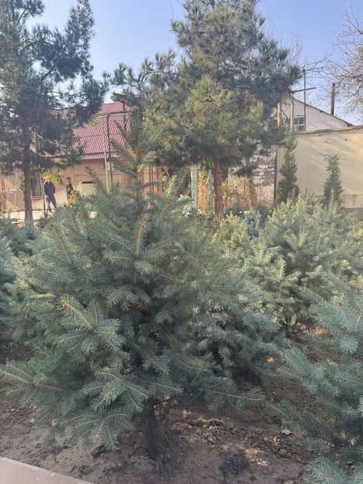 Продаются голубые ели