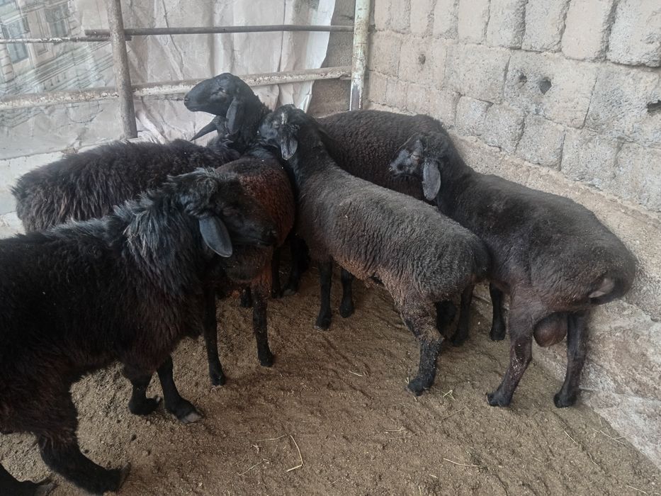 Qochqor qoy кочкор