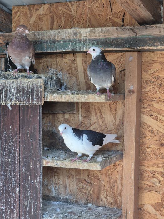 Jucători de birmingham