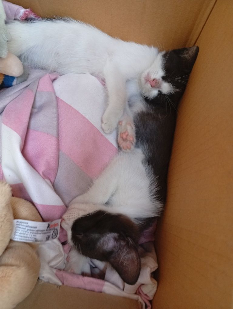 Котята без блохов приучить к латку и он чистые и блезняшки две девочки
