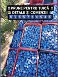 Prune pentru țuică și palincă