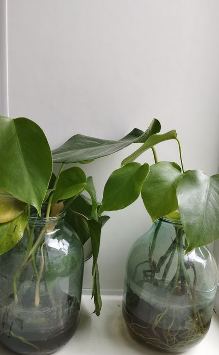 ОБМЕН Черенков Монстеры на другие черенки комнатных растений