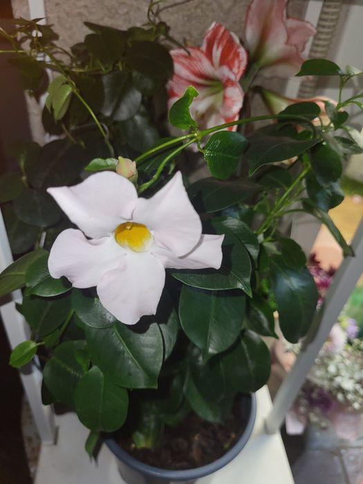 Цветя онлайн  или на място  -ул.Кричим 20