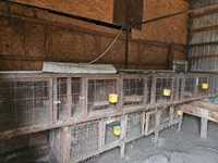 Cușcă de iepuri solidă