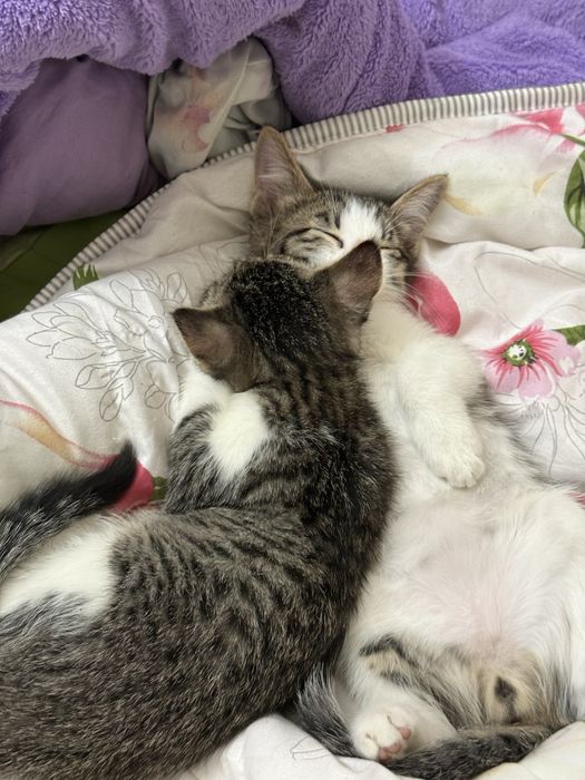 Игривые Котята Девочки и Мальчики