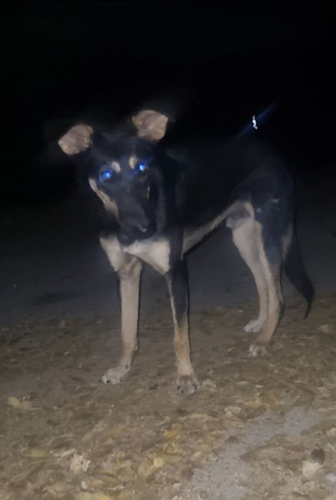 Лео ищет дом. Доставлю!