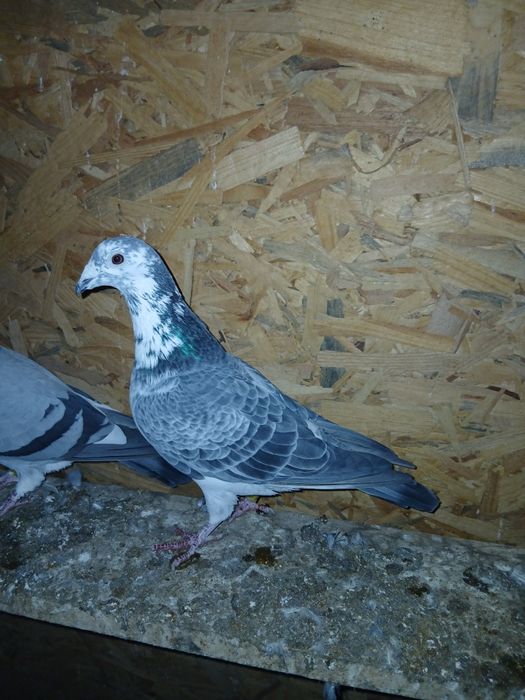 Vand porumbei voiajori