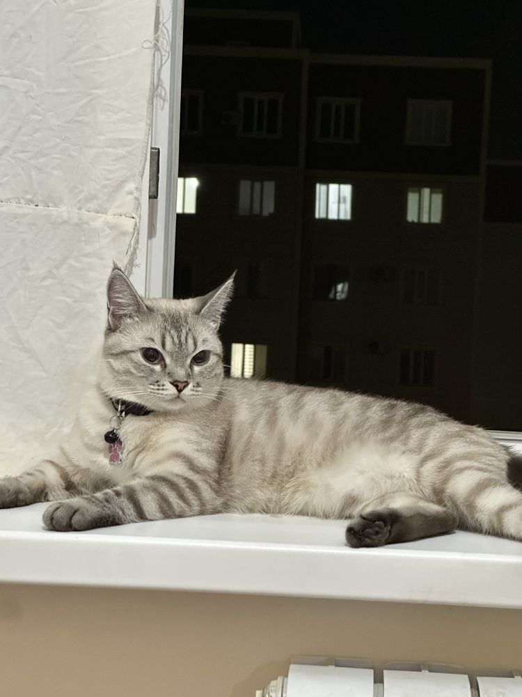 Ищем кота для вязки