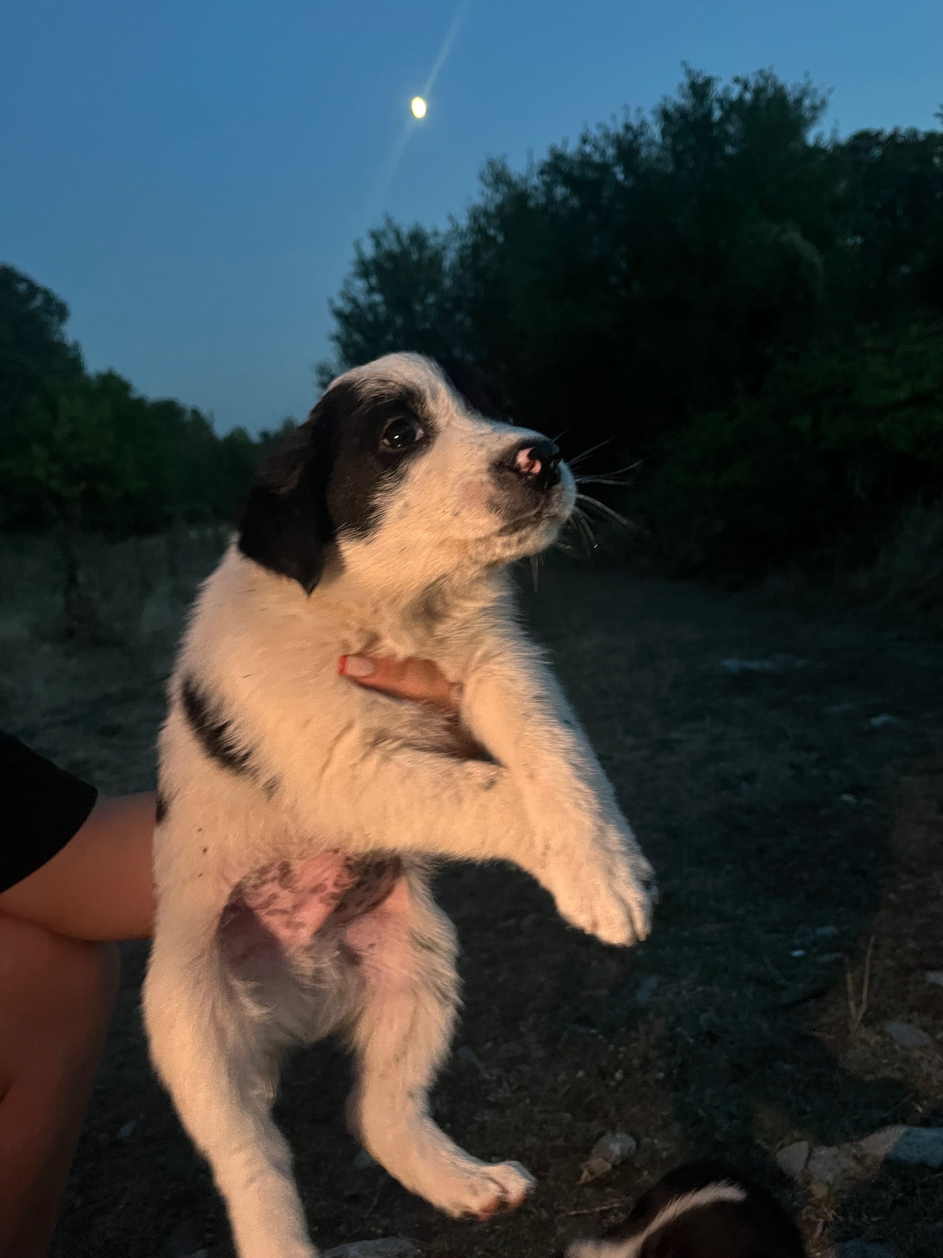 Подарявам кучета