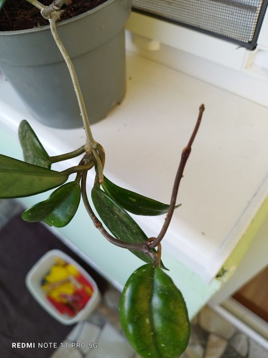 Восъчно цвете -бяло ухание