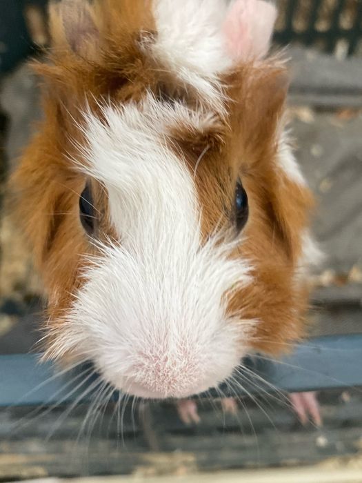 Продается Морская свинка короевская со всеми приспособлениями