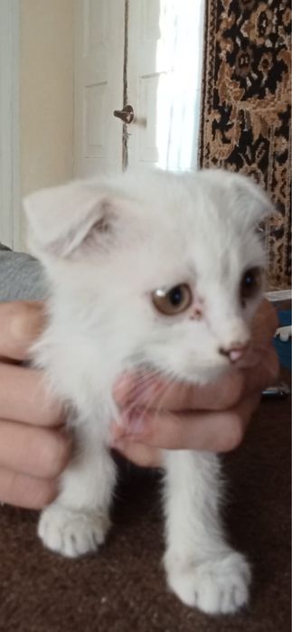отдаем котенка, хорошие руки.