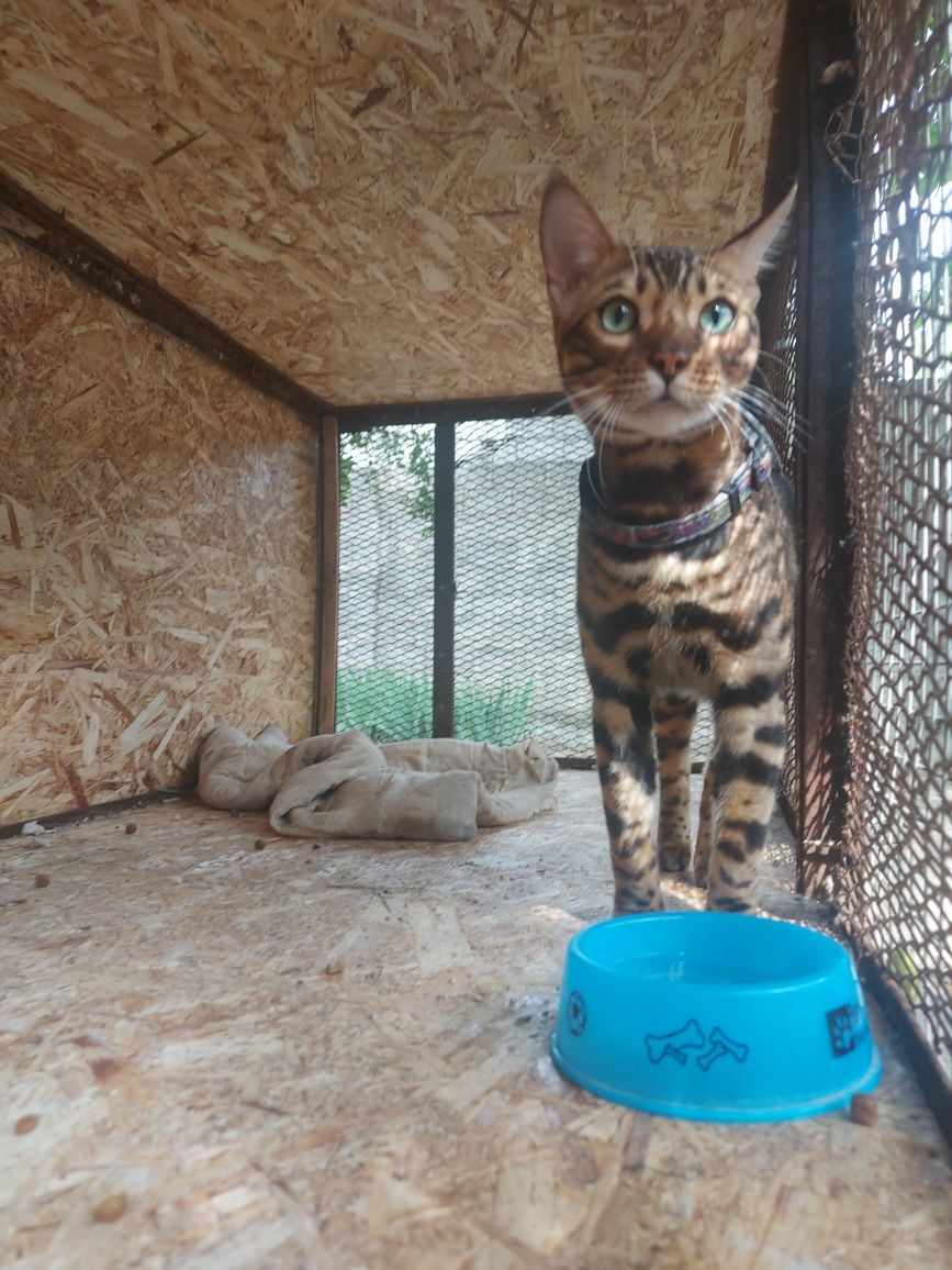 Бенгальская кошка