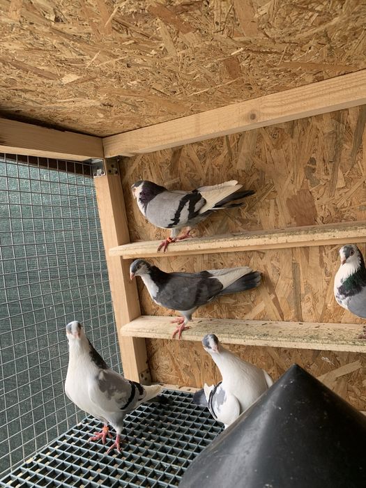 Jucătorii Gălățenii