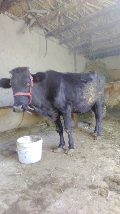 Она бола сигир  боласи бука