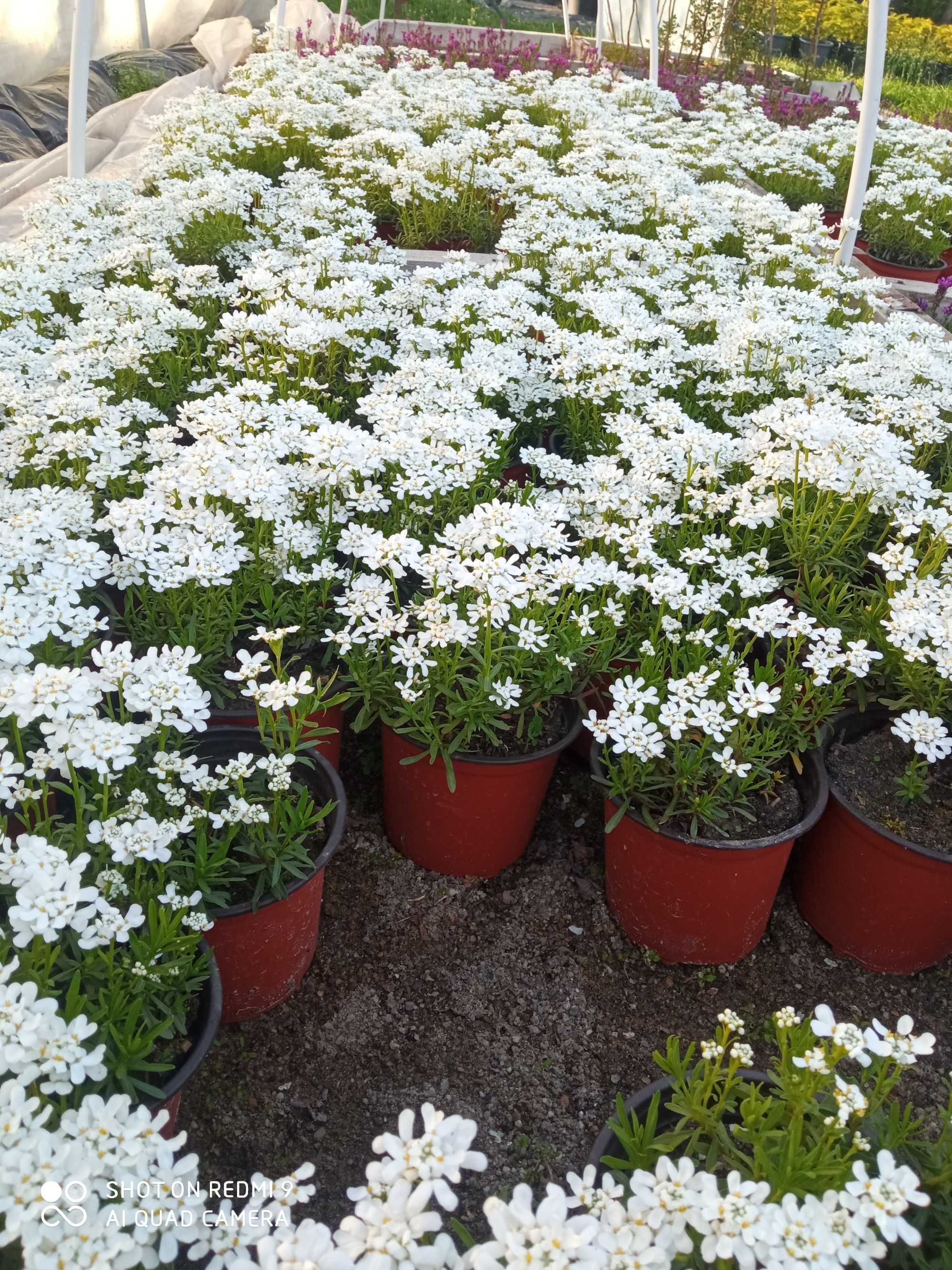 Iberis sempervirens (lilicel) alb, 2 ani, ghivece de 14 cm diametrul