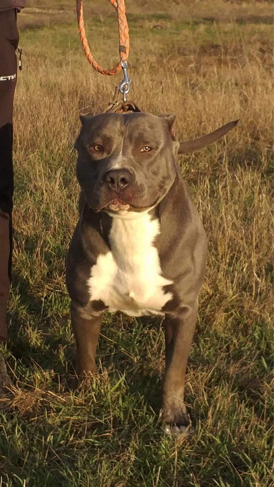 Американски син питбул /American pitbull blue nose