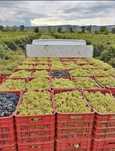 Struguri de vin