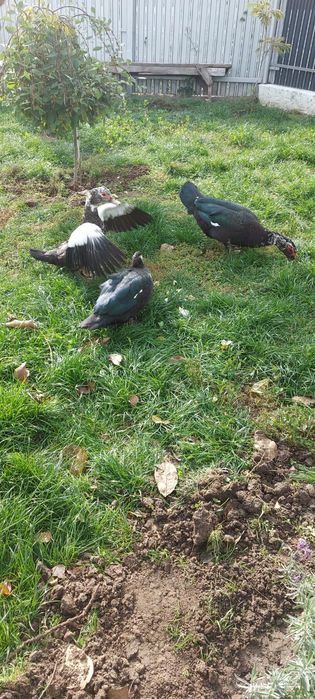 Rațe leșești crescute bio