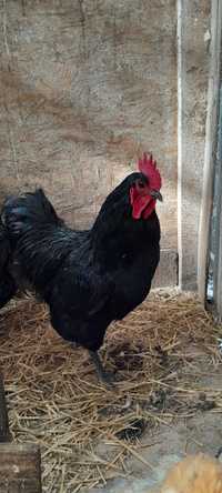 Vând oua australorp