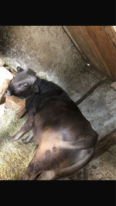 Vand bou rasa brună