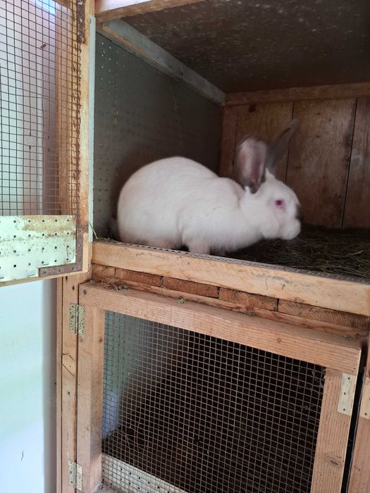 Uriaș de Transilvania