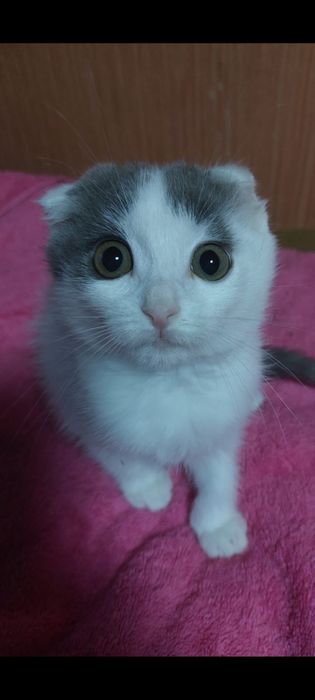Вислоухие котята
