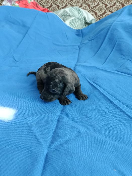 Teckel mini arlequin merle tekel mini pitic blue eyes ochii albastrii