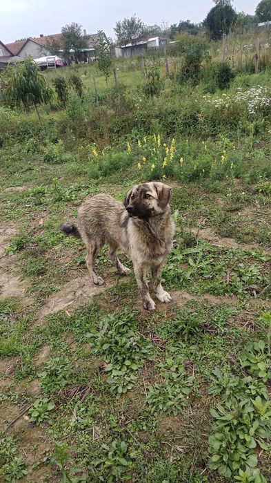 Donez Cățel de aproximativ 5 luni