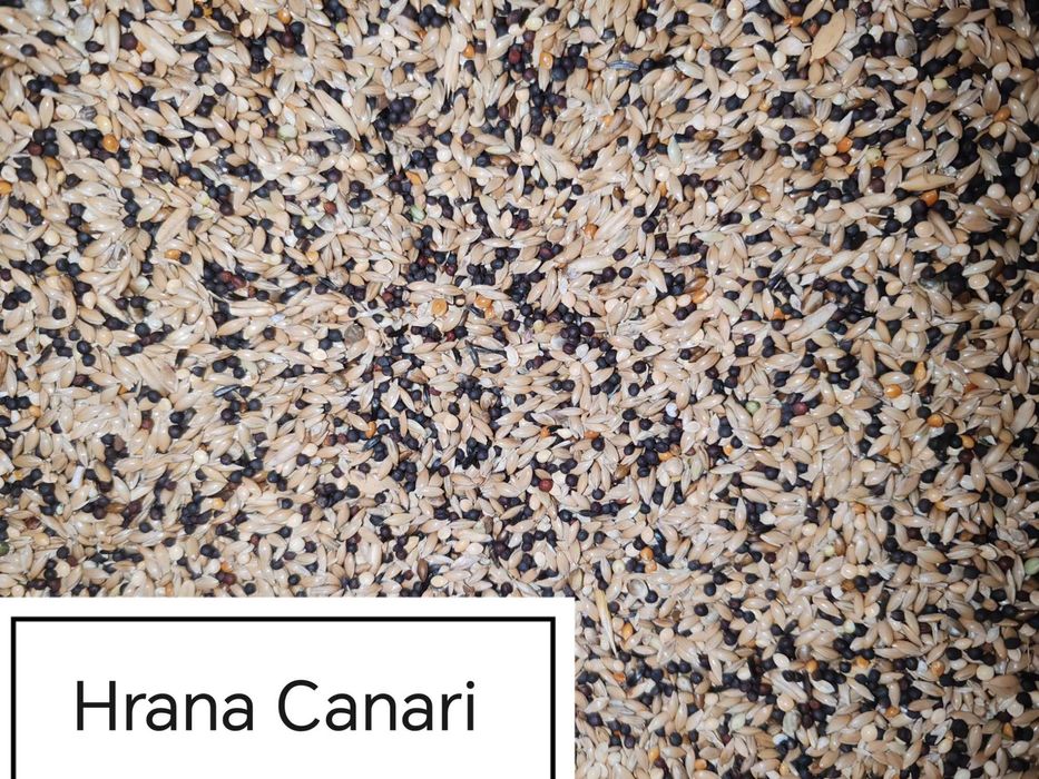 Hrana Peruși,Nimfe Canari,Exotic,Indigen,Papagali Mari