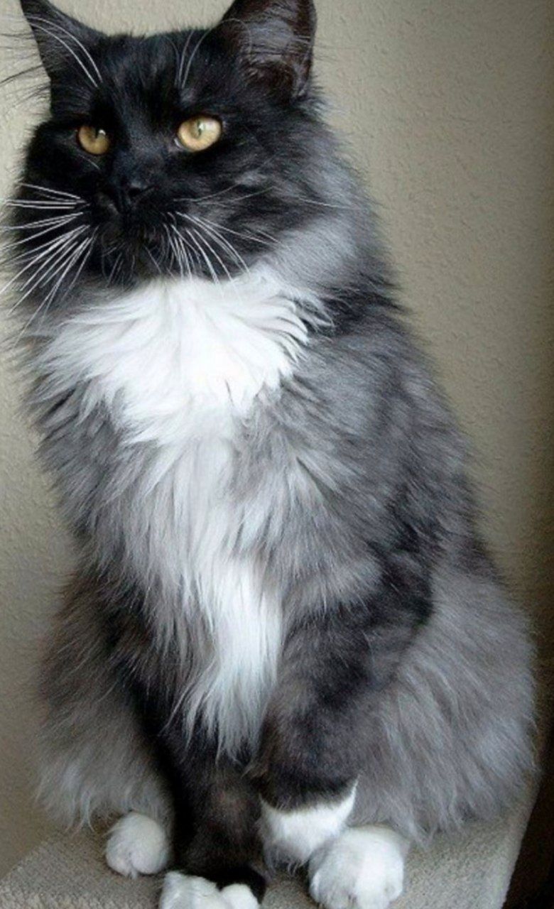 Здоровый домашний котенок