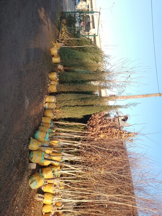 Хар хил турдаги АРЧАЛАР