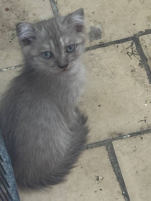 Шиншилла и Выслоухий котики