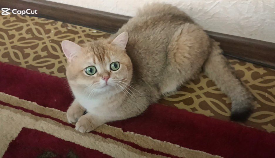 Шикарные чистокровные британцы шиншиллы